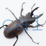 Odontolabis dalmanni dalmanni