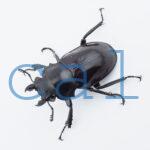 Odontolabis dalmanni dalmanni