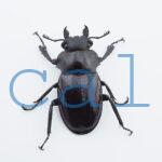 Odontolabis dalmanni dalmanni