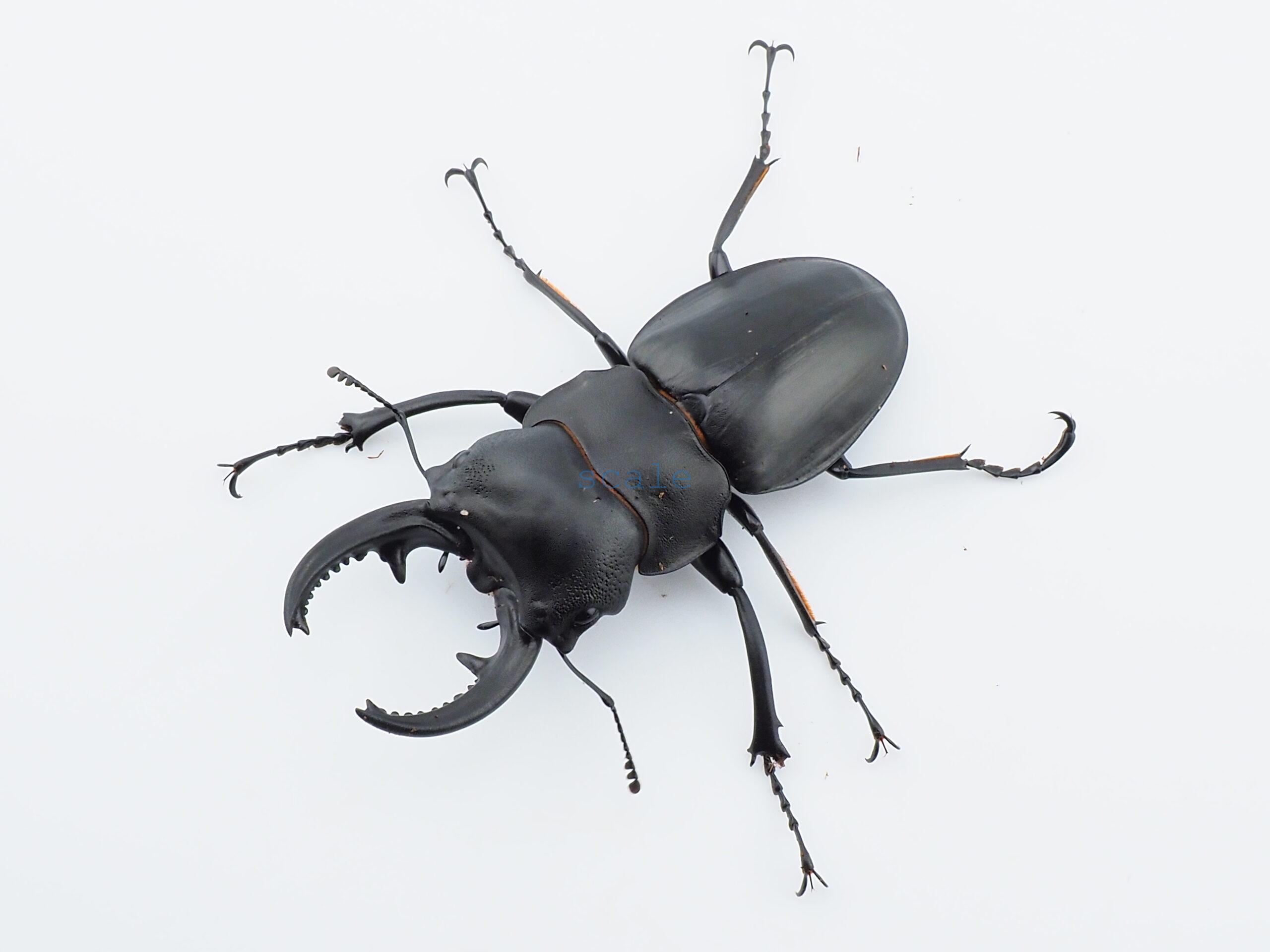 Odontolabis leuthneri1