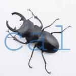 Odontolabis leuthneri1