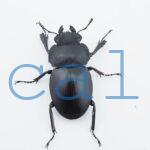 Odontolabis leuthneri1