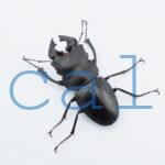 Odontolabis leuthneri2