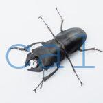 Odontolabis leuthneri2