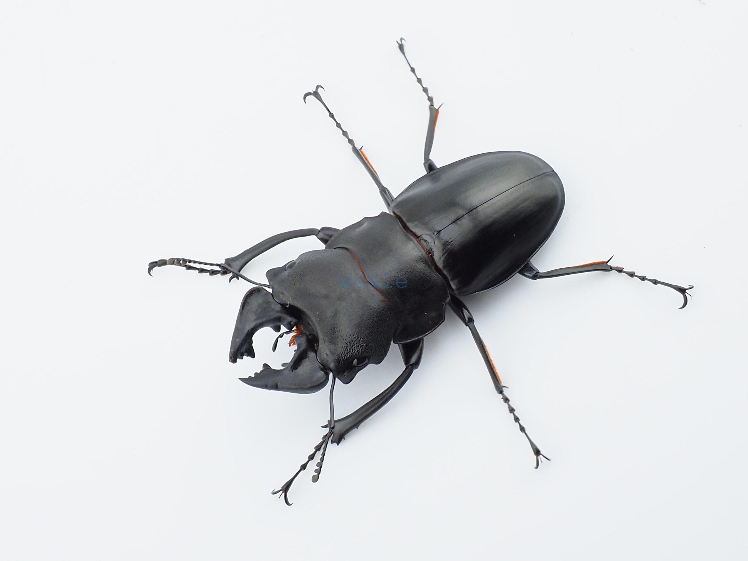 Odontolabis leuthneri2