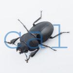 Odontolabis leuthneri2