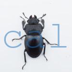 Odontolabis leuthneri2