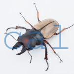 Odontolabis femoralis waterstradti