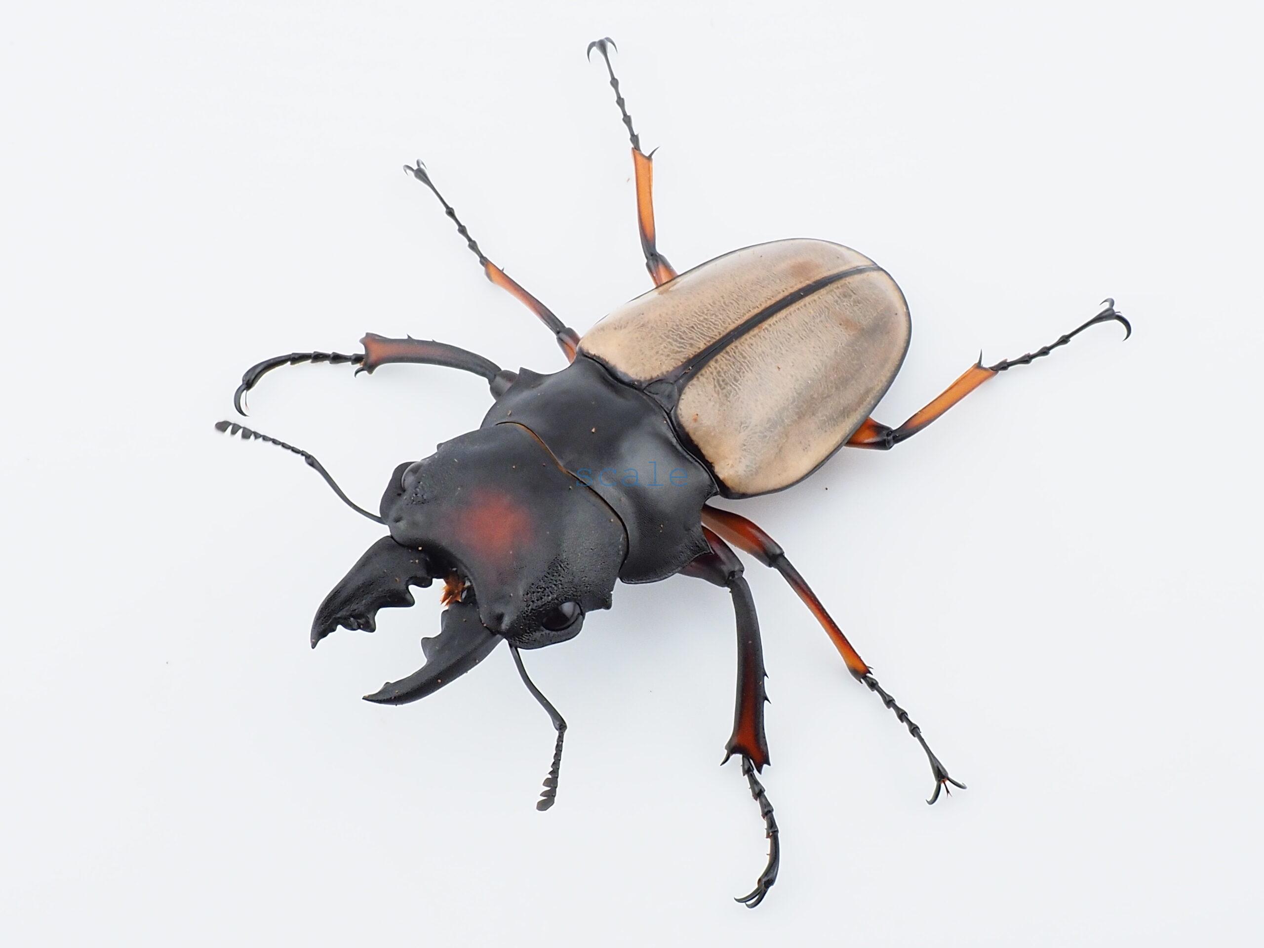 Odontolabis femoralis waterstradti