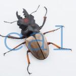 Odontolabis femoralis waterstradti