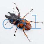 Odontolabis femoralis waterstradti