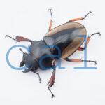 Odontolabis femoralis waterstradti