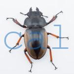 Odontolabis femoralis waterstradti