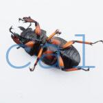 Odontolabis femoralis waterstradti