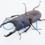 Doucus taurus subtaurus