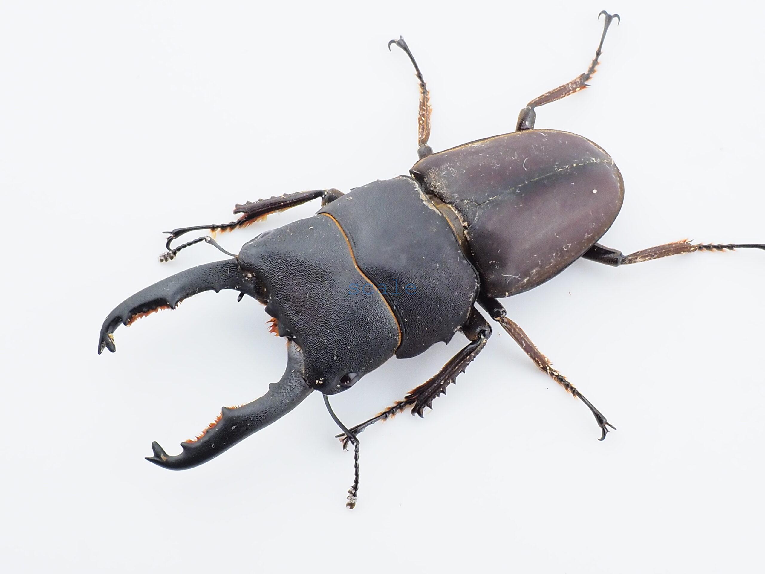 Doucus taurus subtaurus