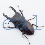 Doucus taurus subtaurus