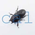 Doucus taurus subtaurus