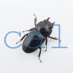 Doucus taurus subtaurus