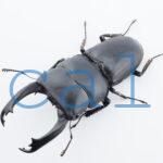 Dorcus hansteini prosti