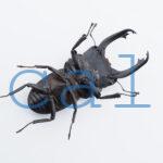 Dorcus hansteini prosti