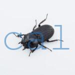 Dorcus hansteini prosti