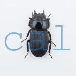 Dorcus hansteini prosti