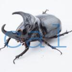 Trichogomphus lunicollis1