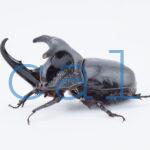 Trichogomphus lunicollis1