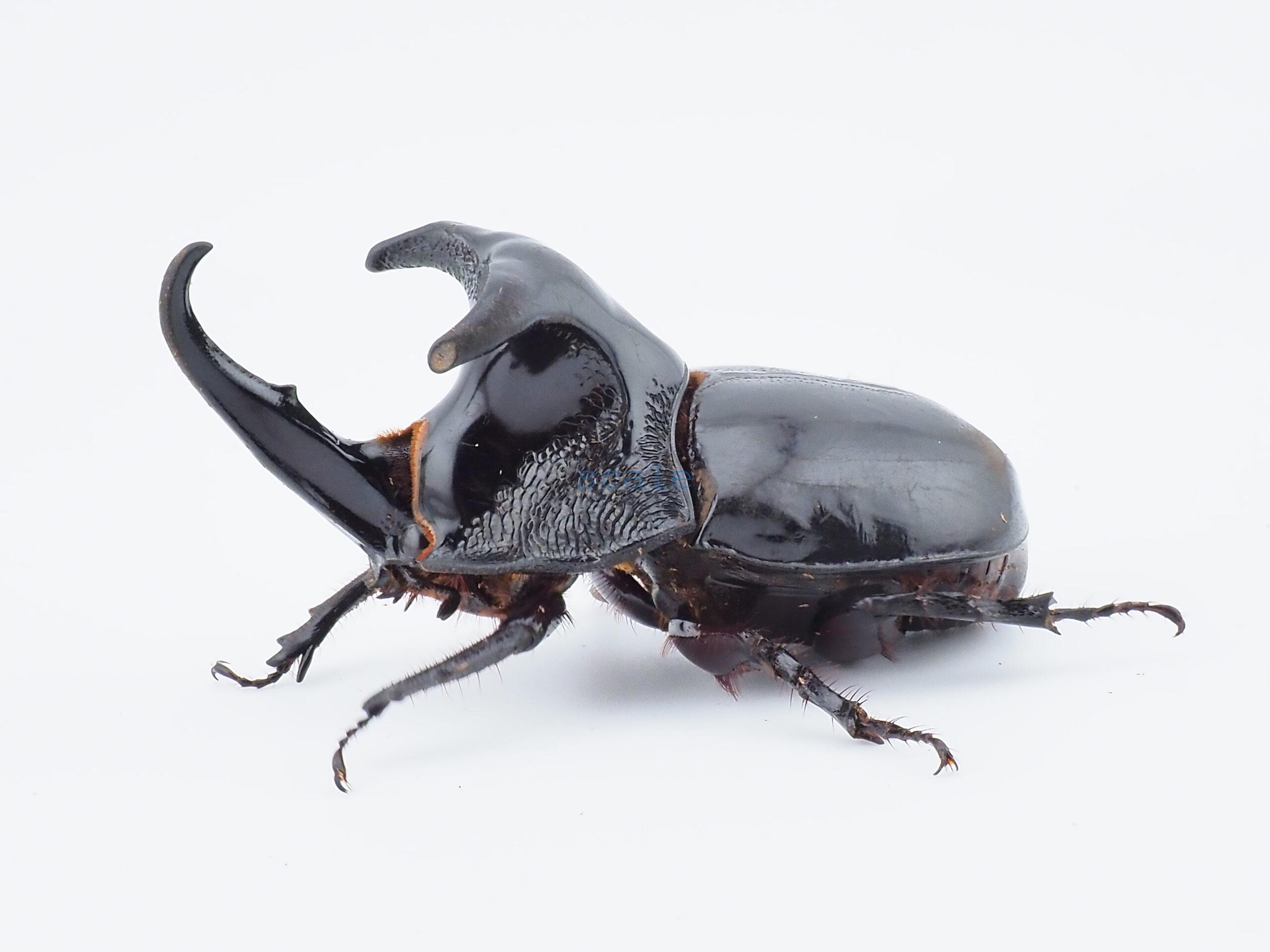 Trichogomphus lunicollis1