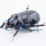 Trichogomphus lunicollis1