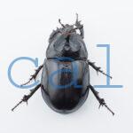 Trichogomphus lunicollis1