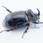 Trichogomphus lunicollis1