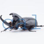 Trichogomphus lunicollis2