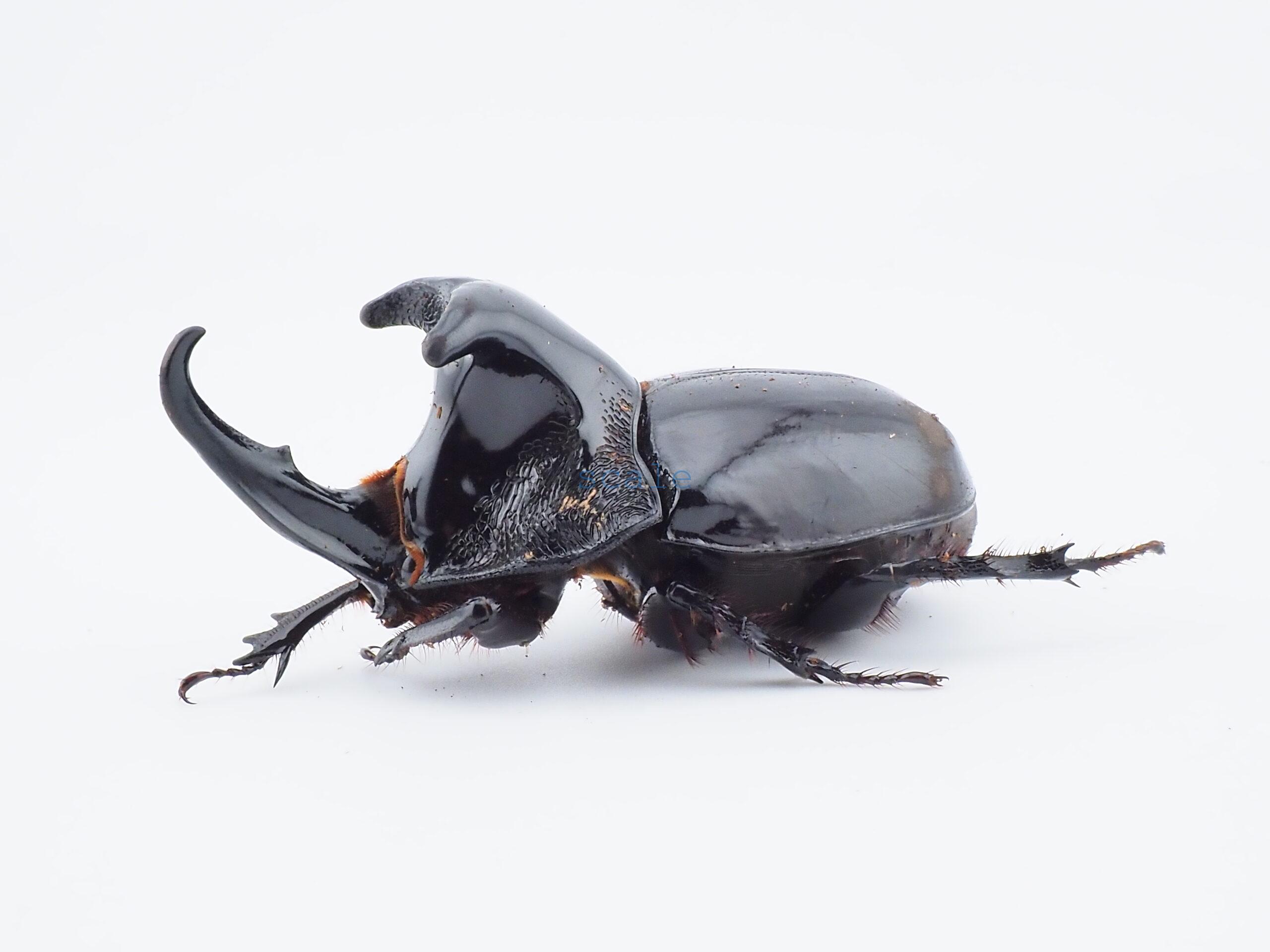 Trichogomphus lunicollis2