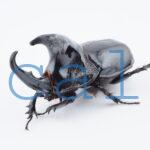 Trichogomphus lunicollis2