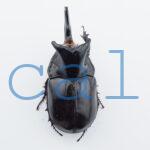 Trichogomphus lunicollis2