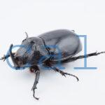 Trichogomphus lunicollis2