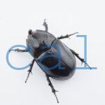 Trichogomphus lunicollis2