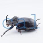 Trichogomphus lunicollis2