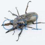 Allotopus moellenkampi moseri