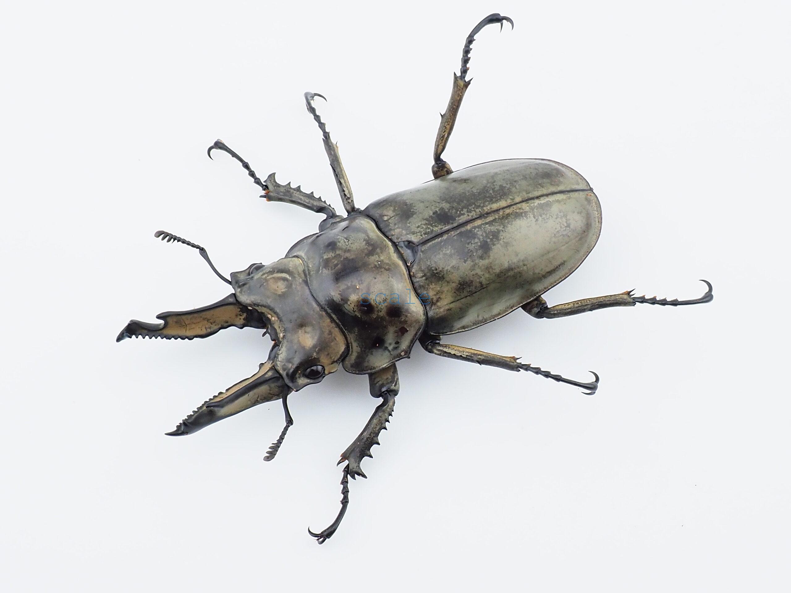 Allotopus moellenkampi moseri