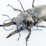 Allotopus moellenkampi moseri