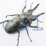 Allotopus moellenkampi moseri