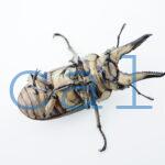 Allotopus moellenkampi moseri