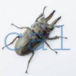 Allotopus moellenkampi moseri