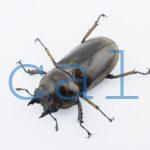 Allotopus moellenkampi moseri