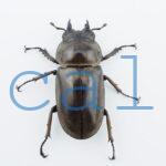 Allotopus moellenkampi moseri