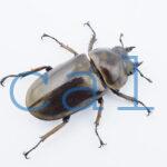 Allotopus moellenkampi moseri