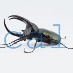 Chalcosoma moellenkampi